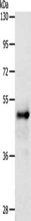 SOX8 Antibody