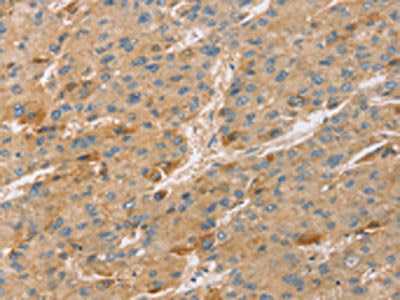 TNFSF13 Antibody