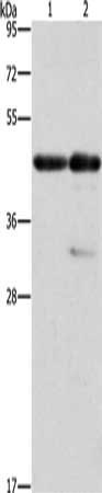 ACTA1 Antibody