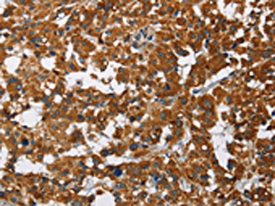 CAT Antibody