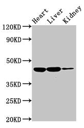 IL10RB Antibody