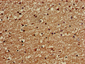 GOLGA3 Antibody