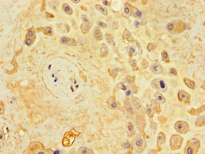 UNC79 Antibody
