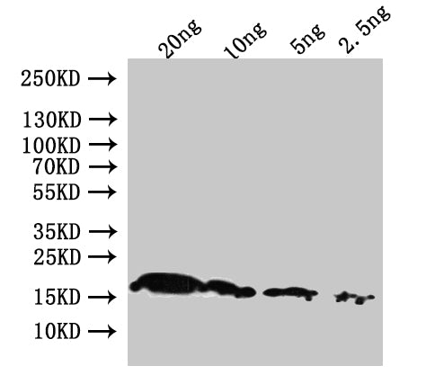 pagP Antibody