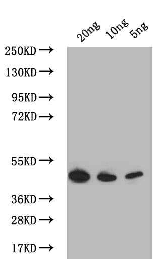 PDLP7 Antibody