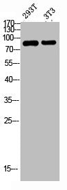 FGFR4 Antibody