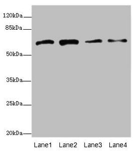 GALNT2 Antibody