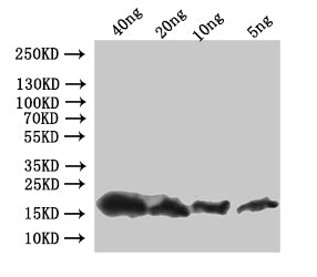 pop-1 Antibody