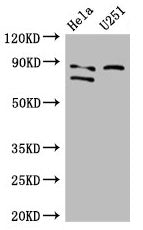 FCHO2 Antibody