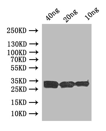 uve1 Antibody
