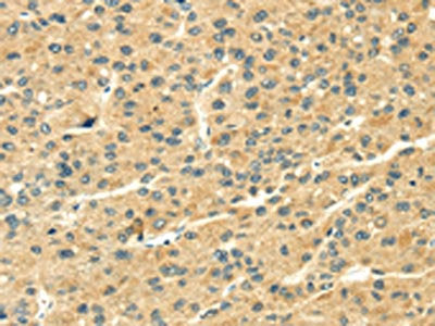 THAP3 Antibody