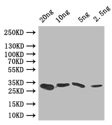 GRE2 Antibody