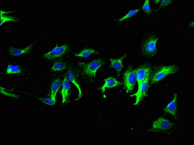 TMEM267 Antibody