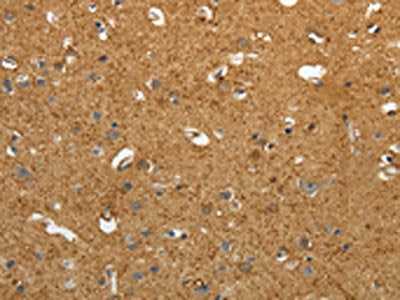 AKAP12 Antibody