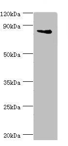 ILF3 Antibody