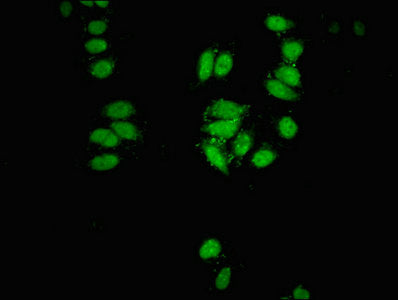 CBX3 Antibody