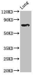 TBX2 Antibody