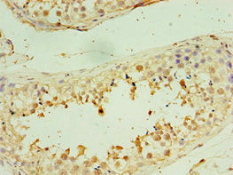 STX3 Antibody