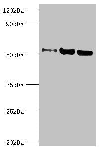 G3BP1 Antibody