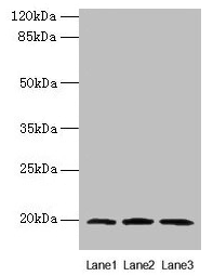 MRPL49 Antibody