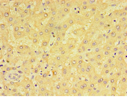ADGRE1 Antibody