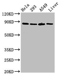 USP10 Antibody