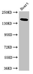 MYBPC3 Antibody