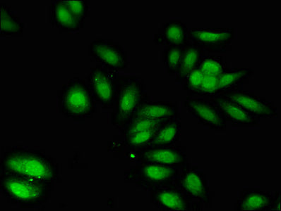 PON2 Antibody