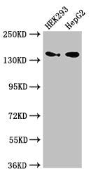 MAN2A1 Antibody