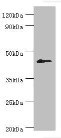 DUSP7 Antibody