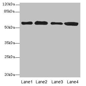 TXNRD1 Antibody