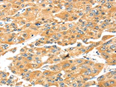 SNAI3 Antibody
