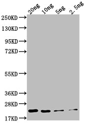 NCE102 Antibody
