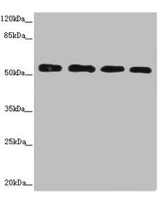 CALCOCO2 Antibody