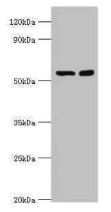 STK3 Antibody