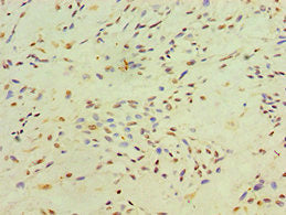 XRCC4 Antibody