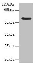 PDIA5 Antibody