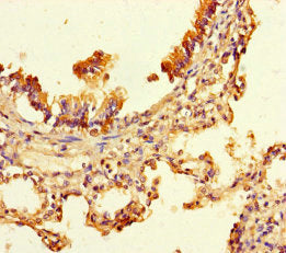 UBXN2B Antibody