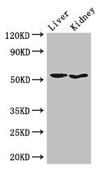 SNX17 Antibody
