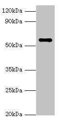 NAB2 Antibody