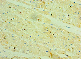 HSPB2 Antibody