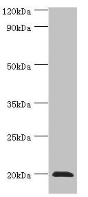 HSPB2 Antibody