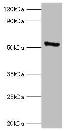 CAMK4 Antibody