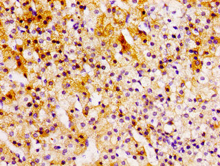CCL15 Antibody