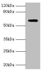 AMHR2 Antibody
