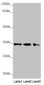 HADH Antibody