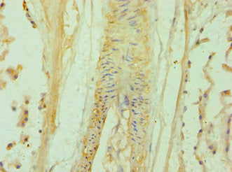 BAMBI Antibody