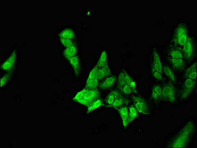 NEUROD1 Antibody