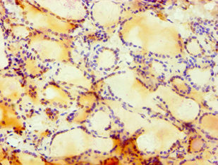 CUL4B Antibody