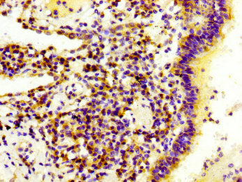 LAMB3 Antibody
